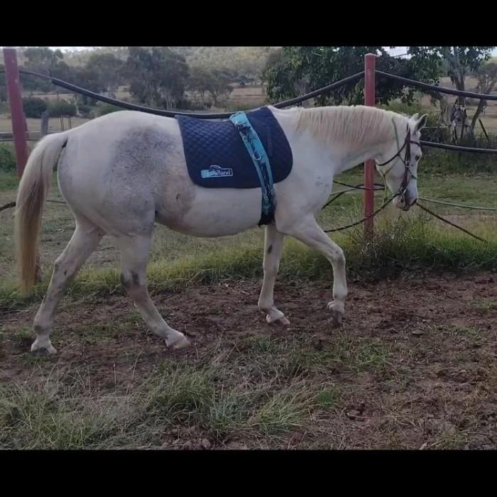 Pinto Horses For Sale Pinto Horse » Horsezone