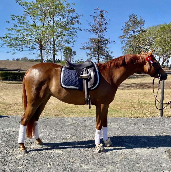 Riding Pony Horses For Sale Riding Pony Horse » Horsezone