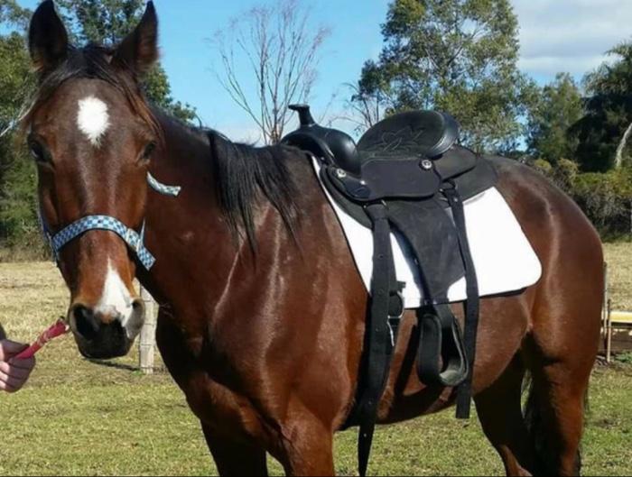 Standardbred Horses For Sale Standardbred Horse » Horsezone