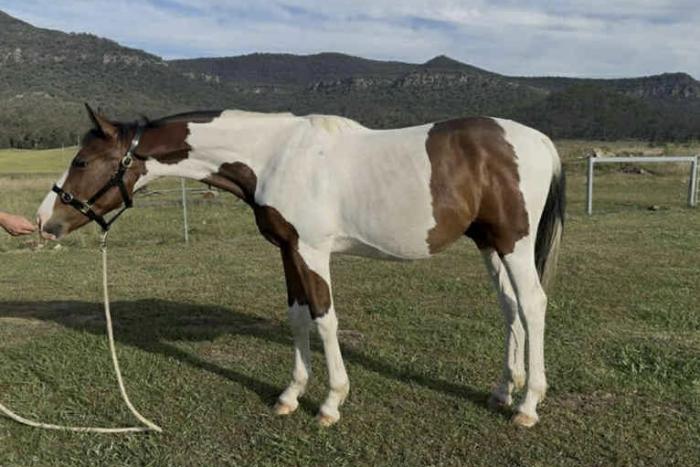 Cera Charisma Gelding