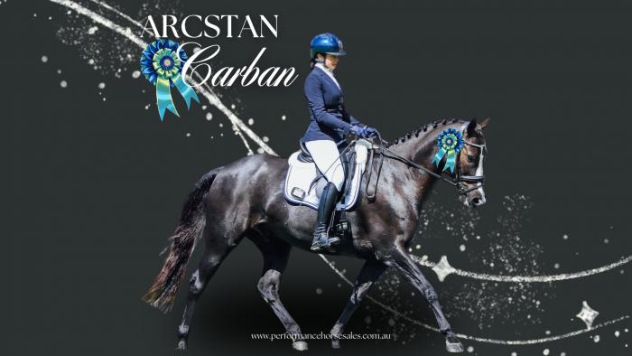 Arcstan Carban - schoolmaster dressage/ show/ jump