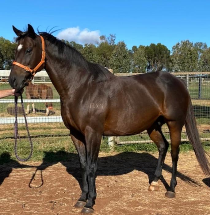 Thoroughbred Horses For Sale Thoroughbred Horse » Horsezone