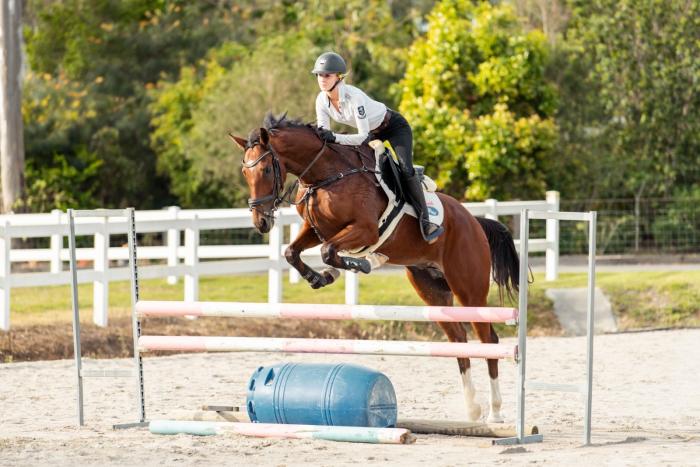 Warmblood quality TB gelding
