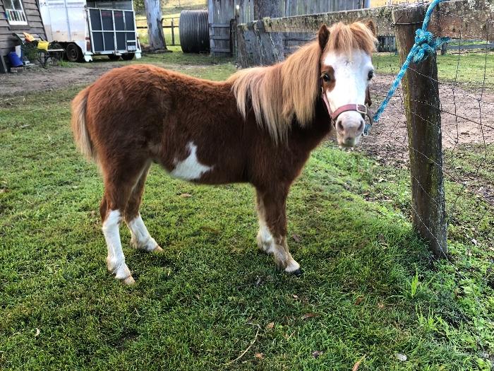 Miniature Horses For Sale Miniature Horse » Horsezone