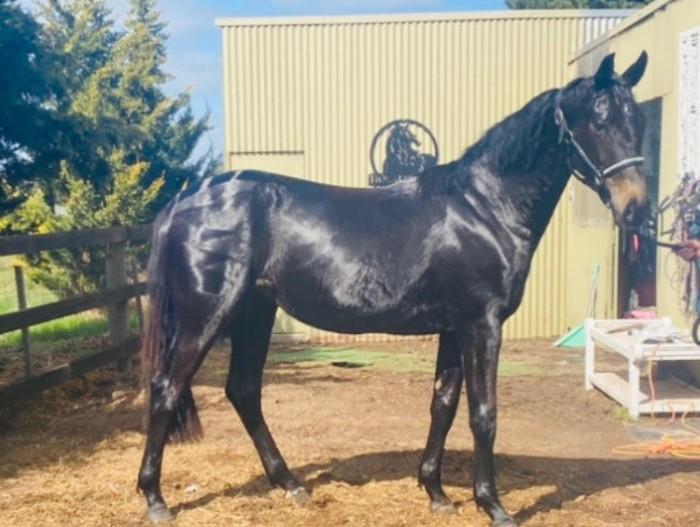 Exceptional Warmblood Filly