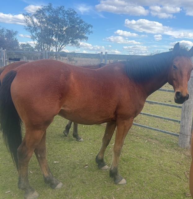 Stock Horse gelding for slae