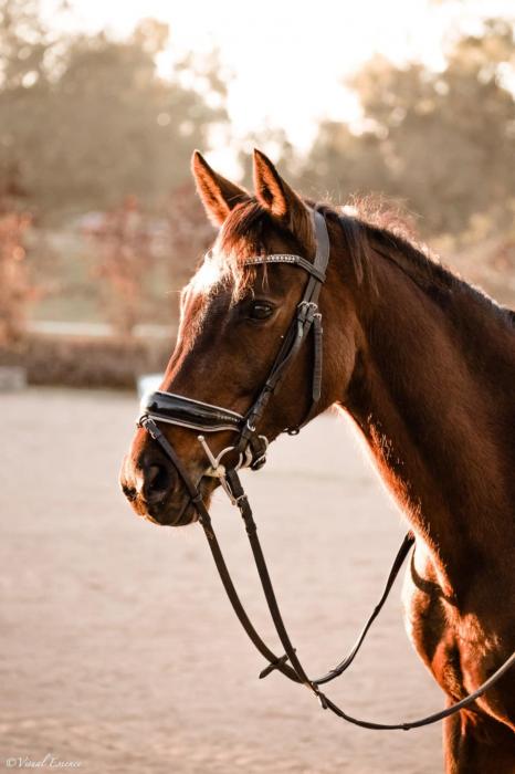 Aust Riding Pony Schoolmaster