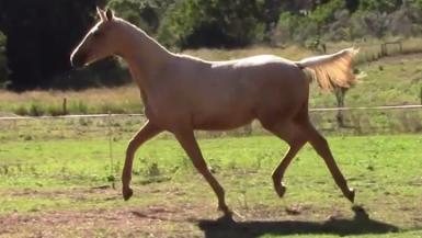 QUASI GOLD X DAIQUIRI