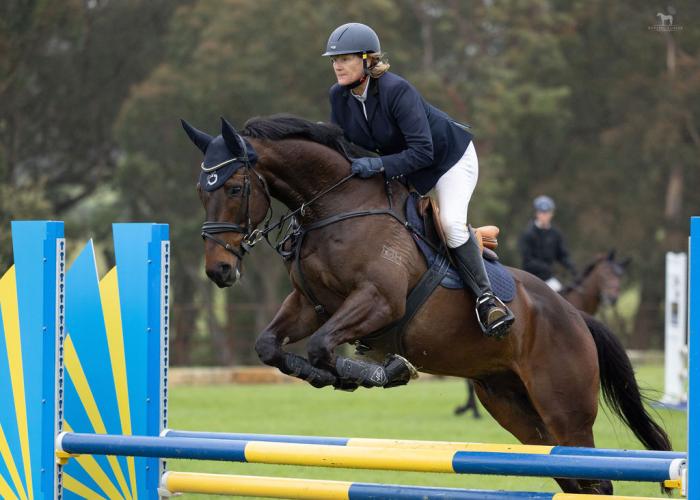 Handsome and Talented TB Showjumper