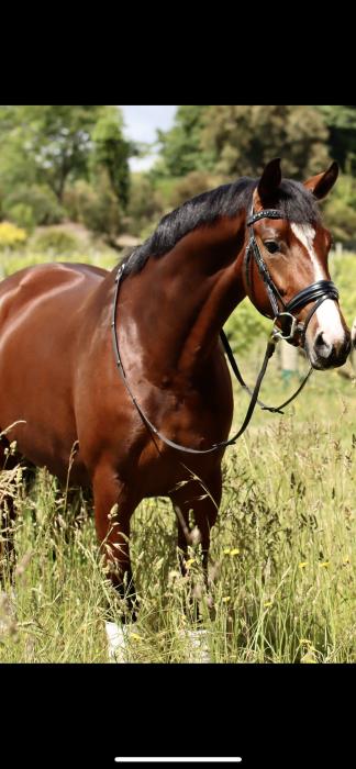 Felicity - Imported Medium level Mare