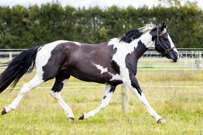 Stunning Black and White Warmblood Stallion