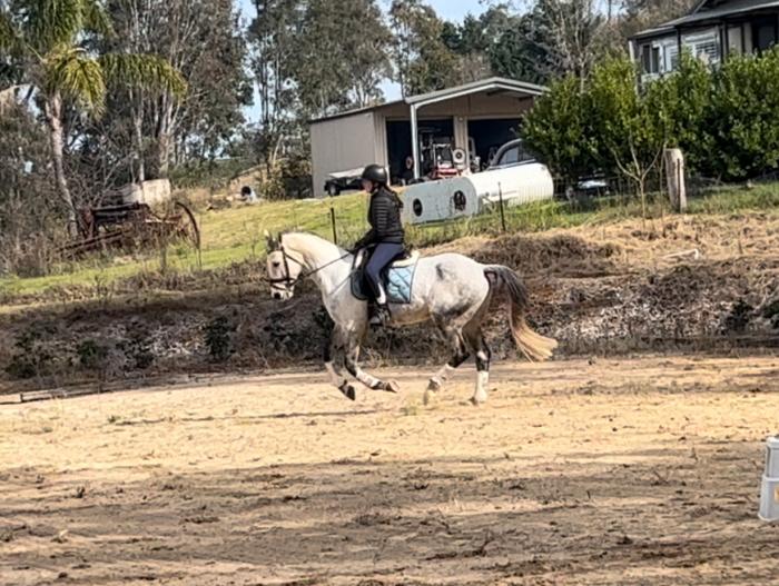 Educated Stock Horse