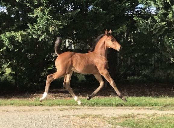 Top filly by Franklin x Don Schufro via ET