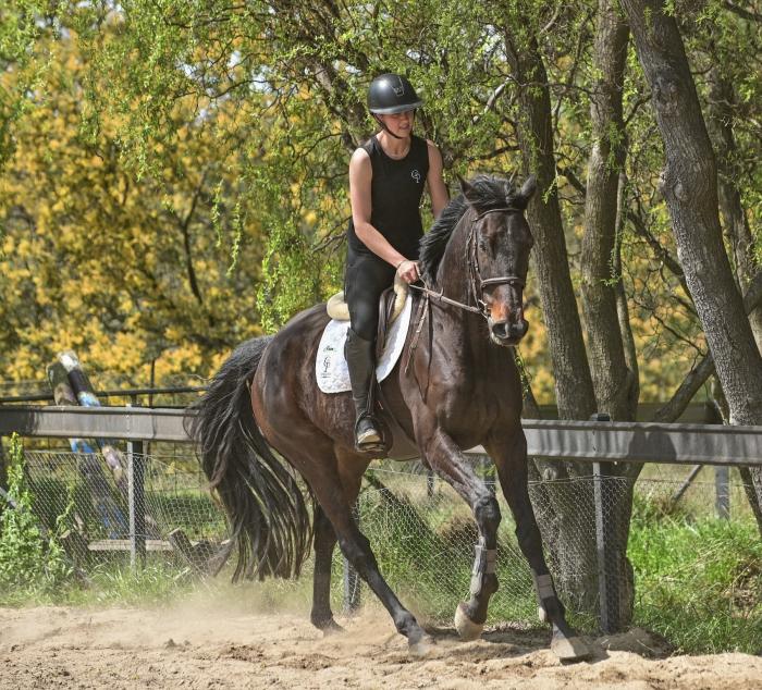 Flashy Performance Prospect TB Gelding