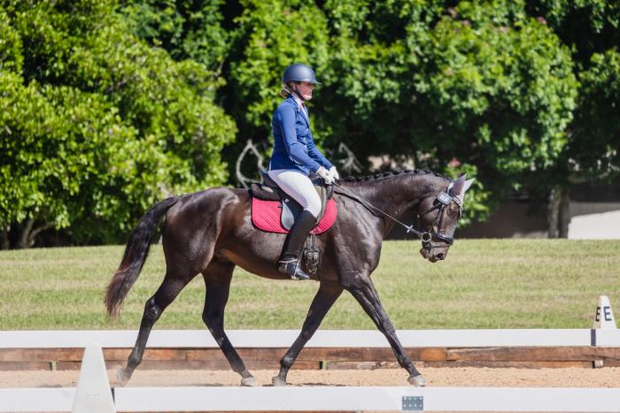Handsome Thoroughbred Gelding