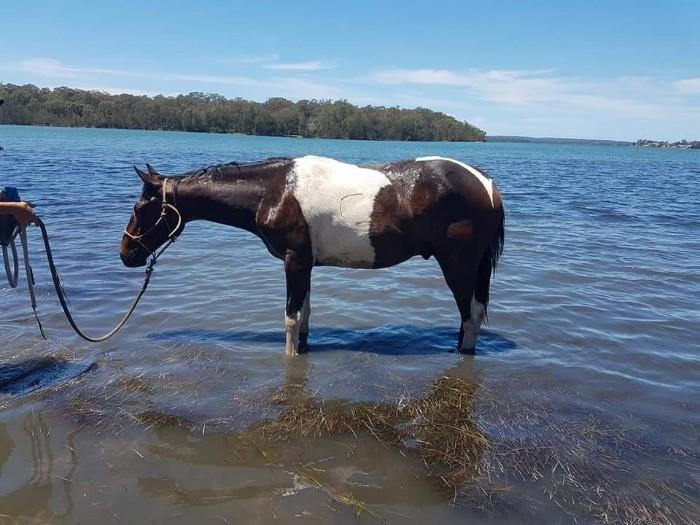 Paint Horses For Sale Paint Horse » Horsezone