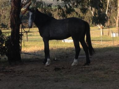 Super Flash Irish Warmblood cross