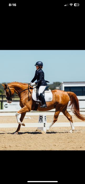 Warmblood broodmare