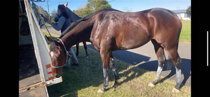 Exceptional mare!