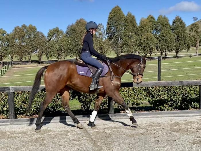 OTT gelding