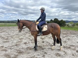 15.2 TB Gelding by 'Raise the Flag'