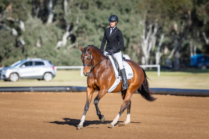 Promising Little Mare with Bling