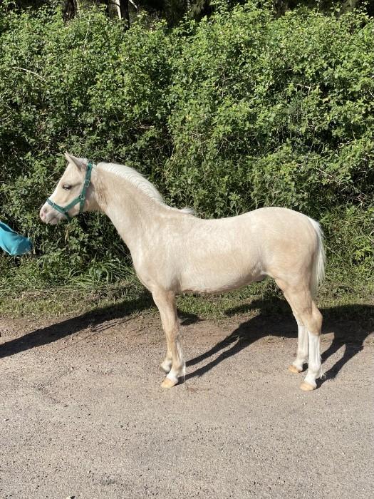 Welsh Ponies For Sale Welsh Horse » Horsezone