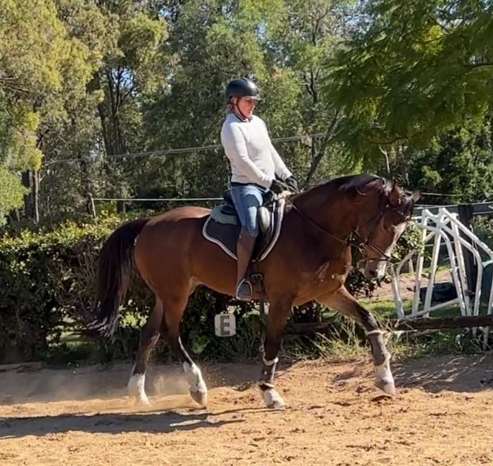 Search Horses For Sale, Saddlery, Transport, Property & more Horsezone