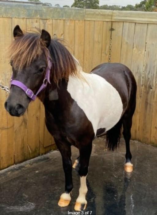 Shetland Ponies For Sale Shetland Pony » Horsezone