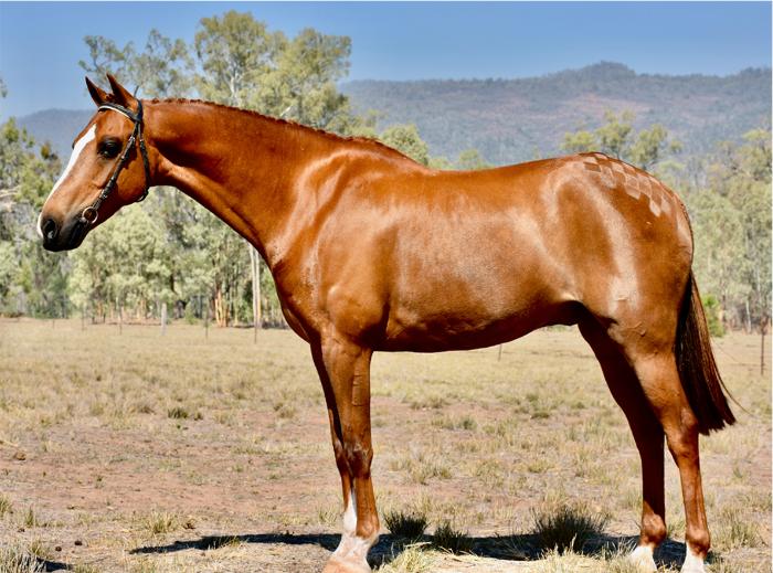 Verasatile Allrounder