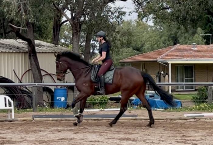 Big Bold Athletic Gelding