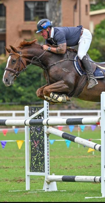 Showjumper For Sale