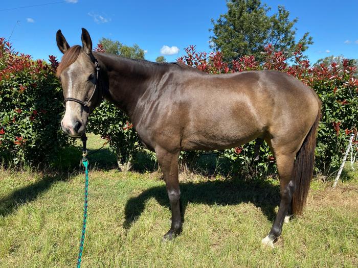 Harry 'Mischief Managed' Stock Horse x TB