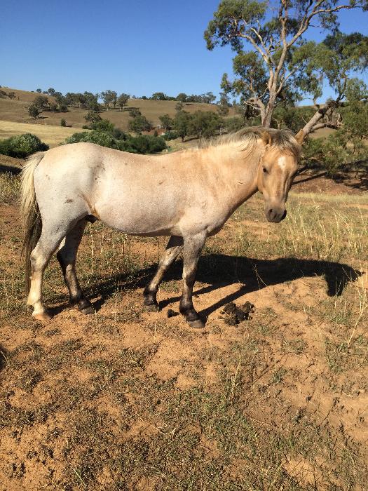 Welsh Ponies For Sale Welsh Horse » Horsezone