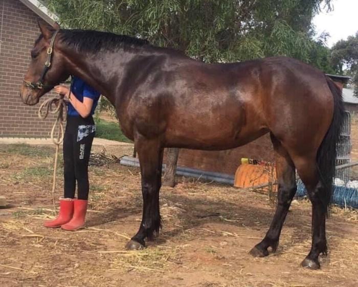 Welsh Ponies For Sale Welsh Horse » Horsezone