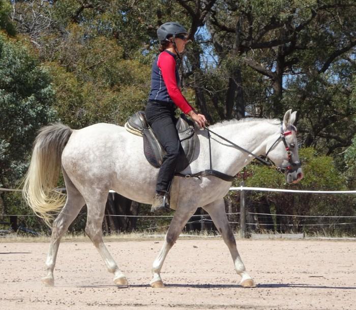 Arabian Horses For Sale Arabian Horse » Horsezone