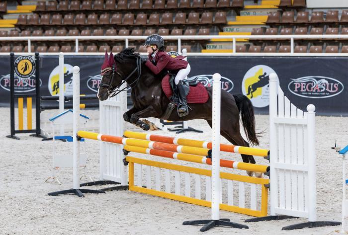 Tiimli Enzo - Juniors Competitive Mount