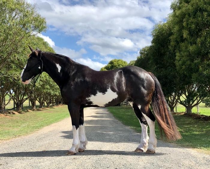 Percheron Horses For Sale Percheron Horse » Horsezone