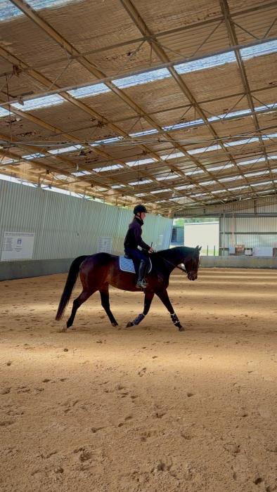 Stunning TB Mare