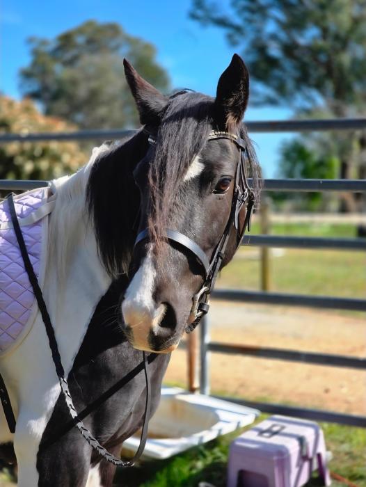 Percheron x Stockhorse pinto filly