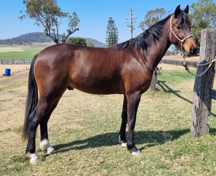 Riding Pony x Warmblood Gelding