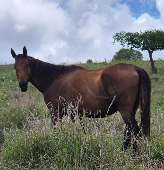 Thoroughbred mare in Foal to warmblood