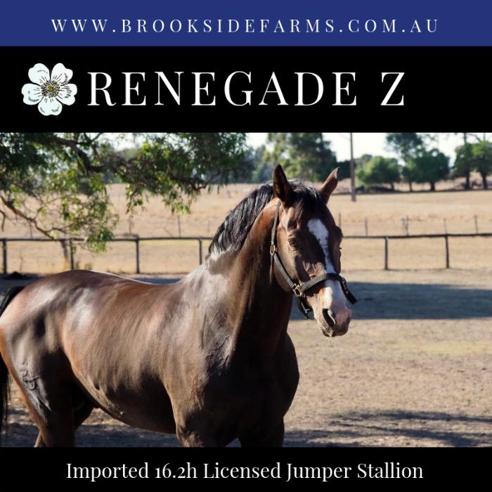 Renegade Z (Ramiro Z x Quidam x Cor de la Bryere)