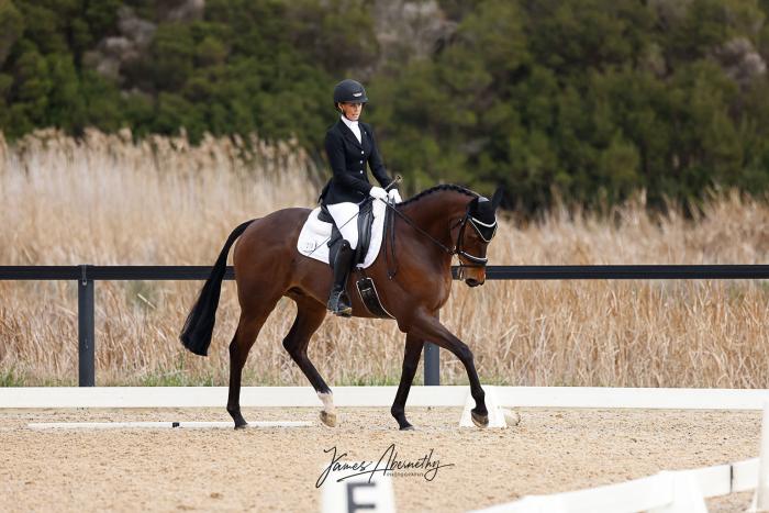 Huge Potential - TB Gelding