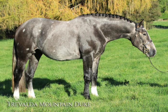 Trevalda Mountain Duke - Australia's #1 Equine Marketplace - Horsezone ...