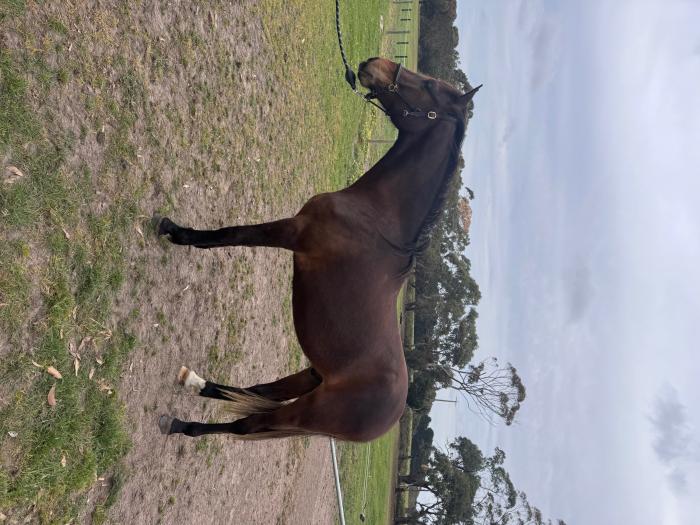 2yo showjumping bred gelding Calgary GNZ/Vivant