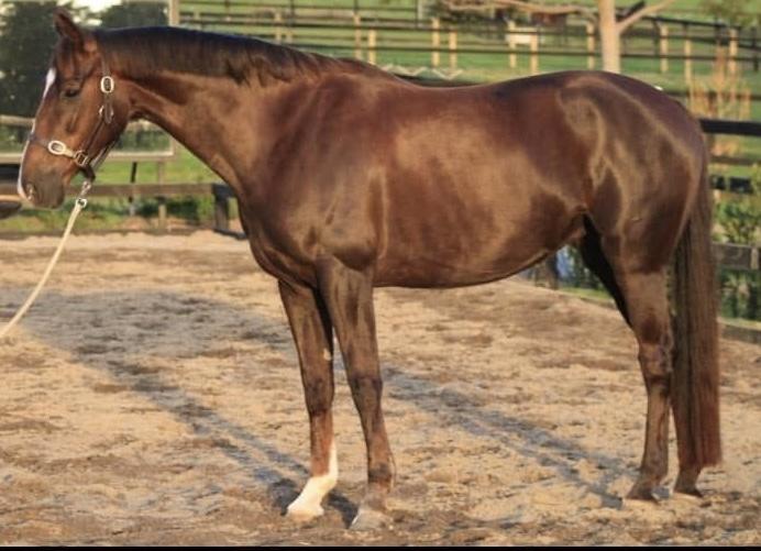 Elite Mare - Ride or breed + frozen semen dose