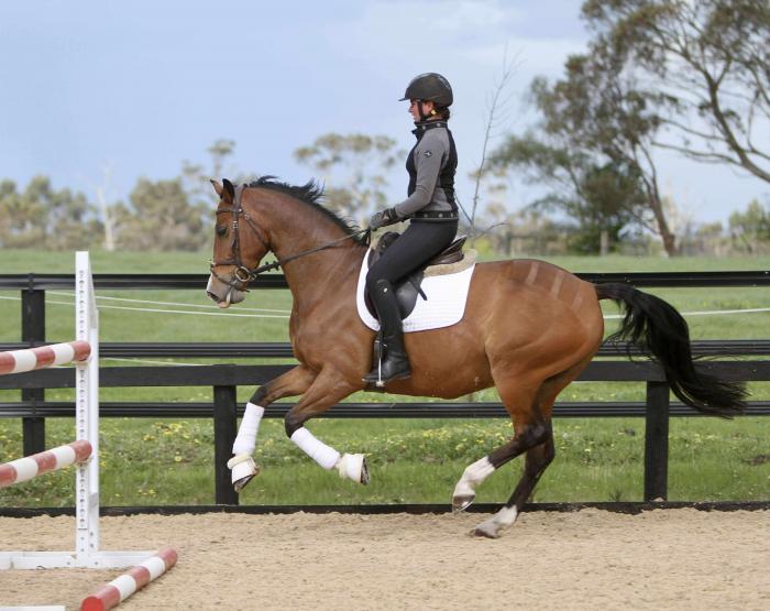 Dressage or Show Prospect