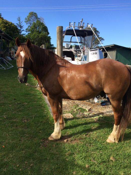 Clydesdale Cross Quarter Horse Meet Nugget Clydesdale Horsezone