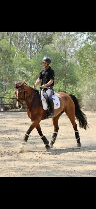Lovely Dressage Warmblood